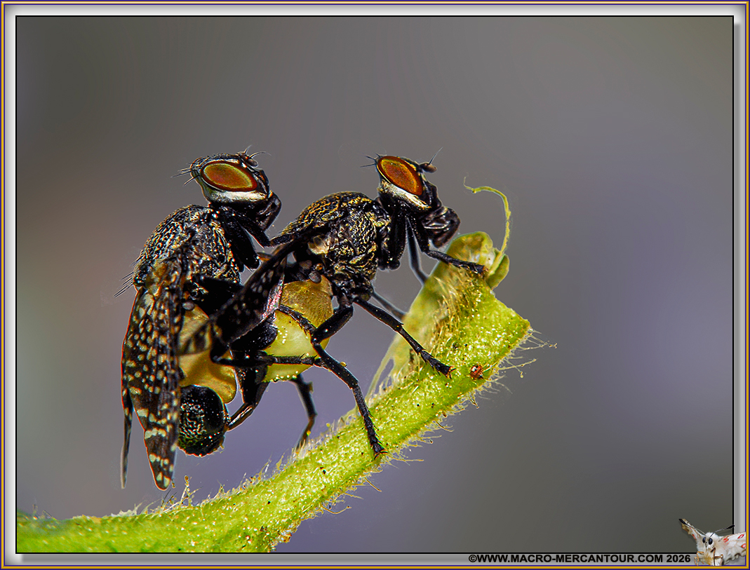 PLATYSTOMA SP